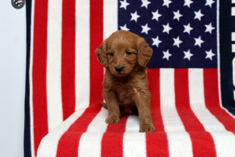 puppy, for, sale, Mini Goldendoodle F1, Matthew B. Stoltzfus, dog, breeder, Gap, PA, dog-breeder, puppy-for-sale, forsale, nearby, find, puppyfind, locator, puppylocator, aca